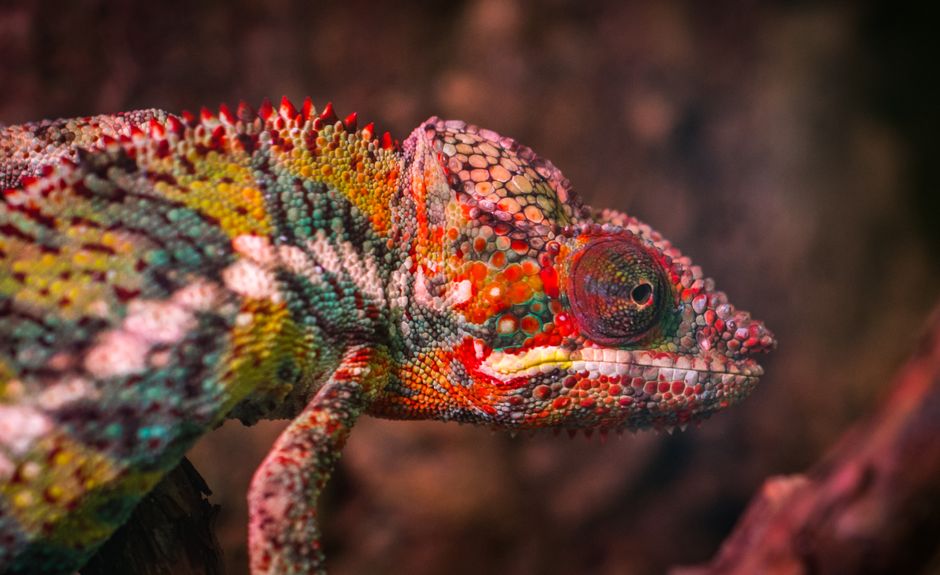 Color Change Garnet: Separating Fact from Fiction in the World of Chameleon Gems