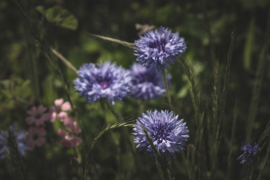 Kashmir Sapphire Care and Maintenance: Preserving the Legacy of the Cornflower Blue