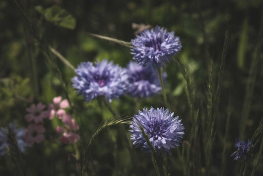 Kashmir Sapphire Care and Maintenance: Preserving the Legacy of the Cornflower Blue