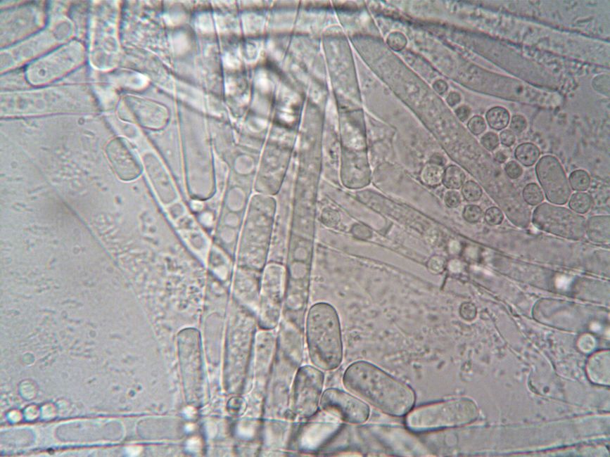 Adularescence Under the Microscope: How Lab Testing Exposes Moonstone Imitations That Field Tests Miss