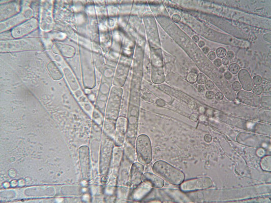 Adularescence Under the Microscope: How Lab Testing Exposes Moonstone Imitations That Field Tests Miss