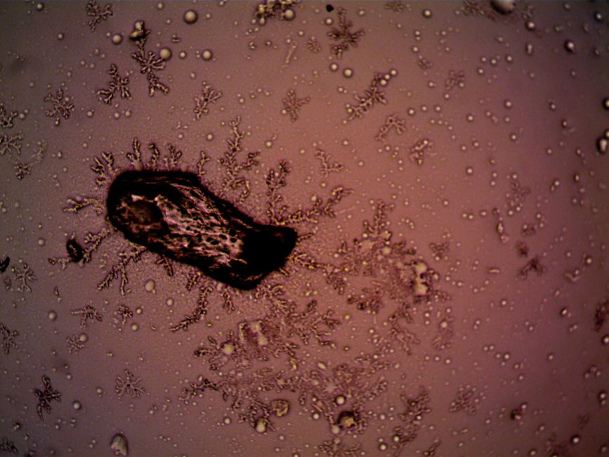 Hackmanite's Reversible Color: A Microscopic View of Tenebrescence