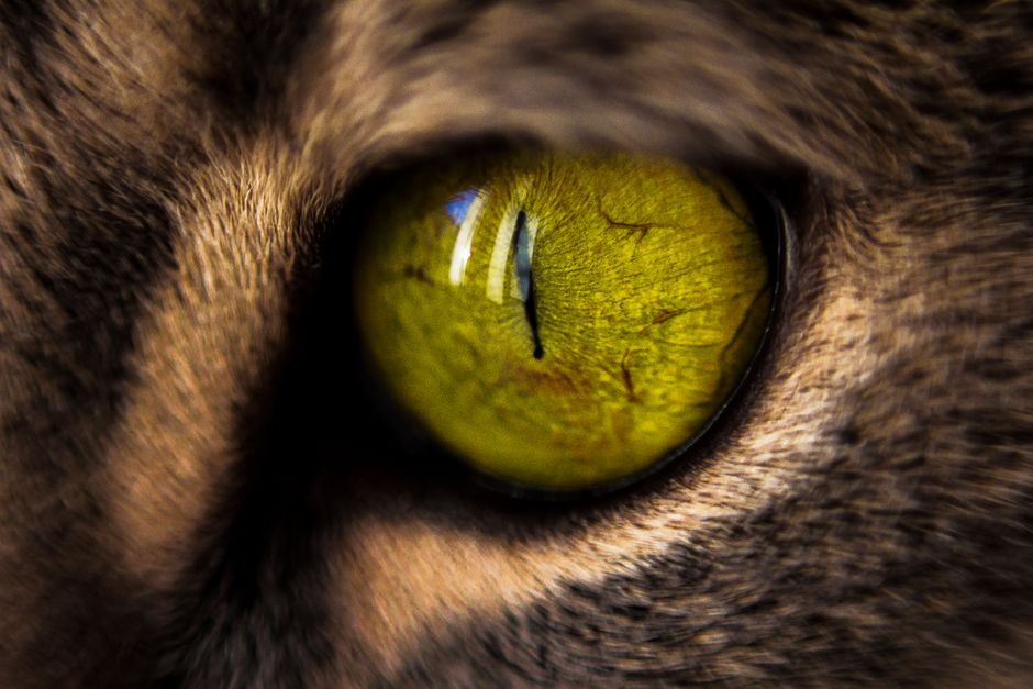 How Does Chatoyancy in Cat's Eye Chrysoberyl Form and What Causes the Sharp Eye Effect?