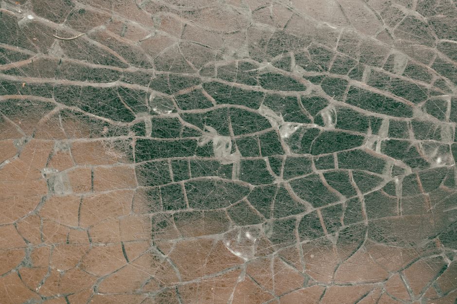 Coral Damage: Is It Cosmetic or Structural?