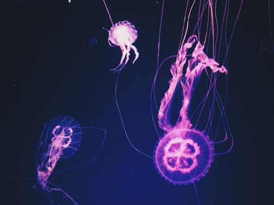 Moonstone's Ethereal Glow: The Historical Lore and Science of Adularescence